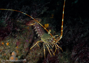 Crawfish.
Inishturk, Connemara, August 09.
D3 16mm x2t/c. by Mark Thomas 